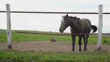 At ahır çitin arkasında