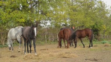 Çiftlikte otlayan atlar