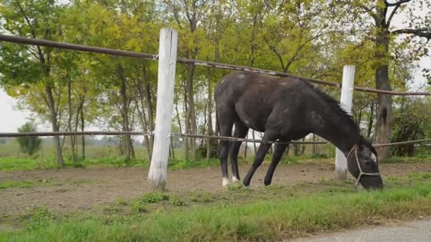 Grazing Cavalo Negro atrás da cerca do rancho — Vídeo de Stock