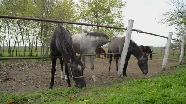 Weidende Pferde auf der Ranch — Stockvideo