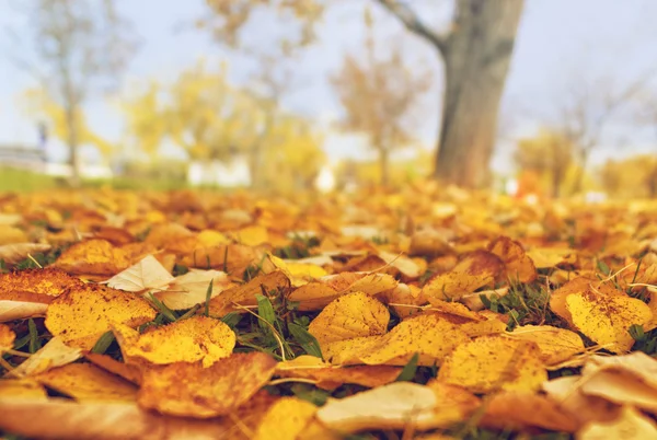 Autumn background — Stock Photo, Image