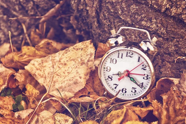 Vintage alarm clock in dry autumn leaves — Stock Photo, Image