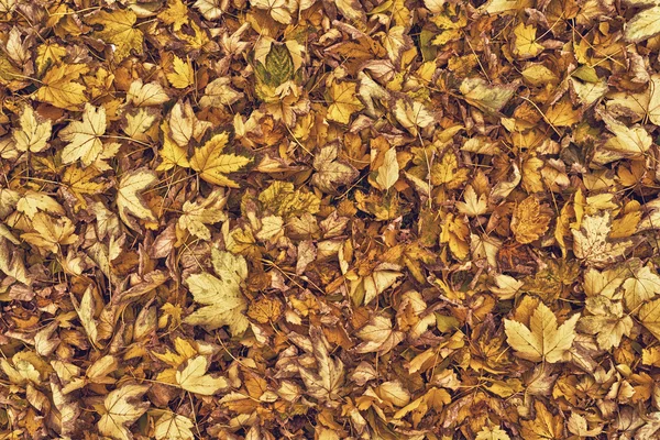 Dry autumn leaves as background — Stock Photo, Image