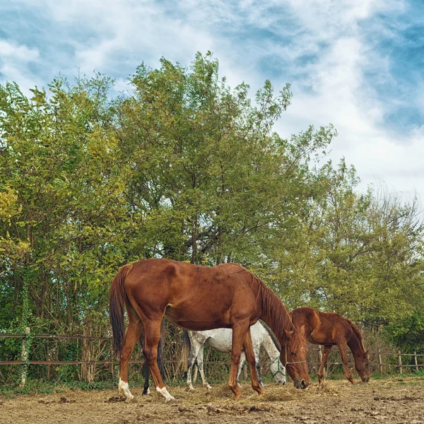 Pascolo Cavalli nel ranch dell'azienda agricola — Foto Stock