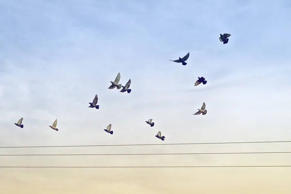 Manada de palomas sobre cables de alimentación — Foto de Stock