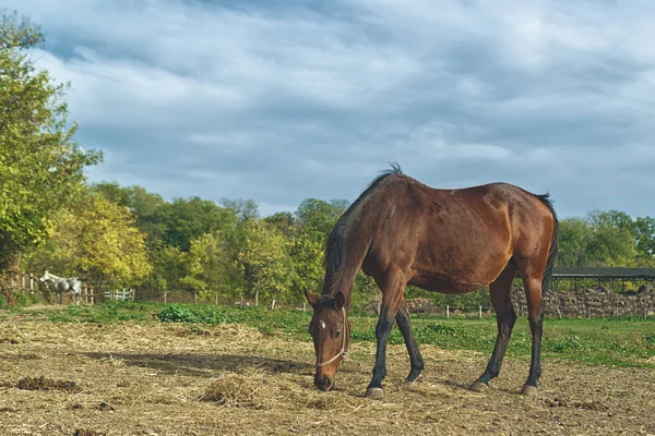 Grazing Chestnut Brown Horse on the Farm — Stock Photo, Image