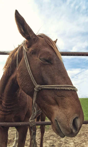 Funny portrait od brown mare horse in paddock — Stock Photo, Image