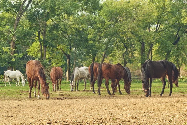Pascolo Cavalli nel ranch dell'azienda agricola — Foto Stock