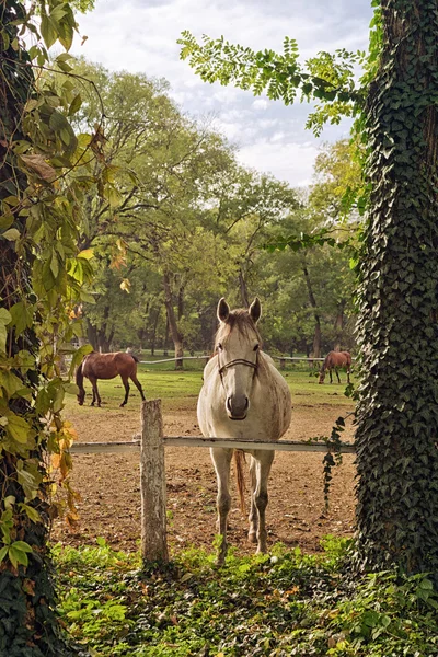 Hermoso caballo blanco en el rancho Granja —  Fotos de Stock