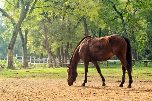 在农场里放牧板栗匹棕色的马 — 图库照片
