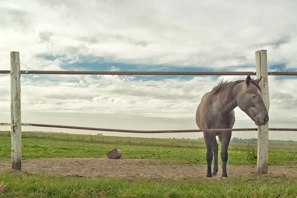 Krásný kůň na ranči farmě — Stock fotografie