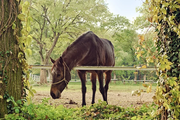 Krásné hnědé ryzák Mare na farmě — Stock fotografie