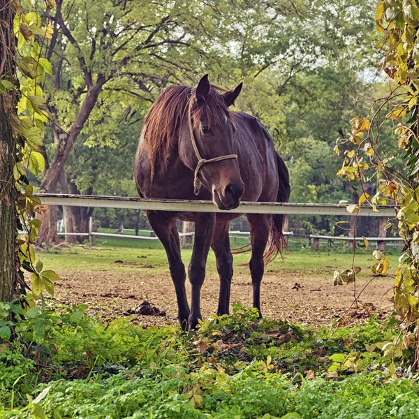 Bella Castagna Brown Horse Mare in Fattoria — Foto Stock