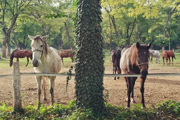 Bella Coppia di Cavalli nel ranch della Fattoria — Foto Stock