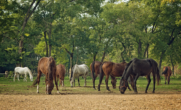 Grazing Horses on the farm ranch