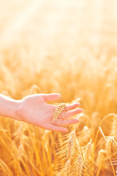 Female hand in cultivated agricultural wheat field. — Stock Photo, Image
