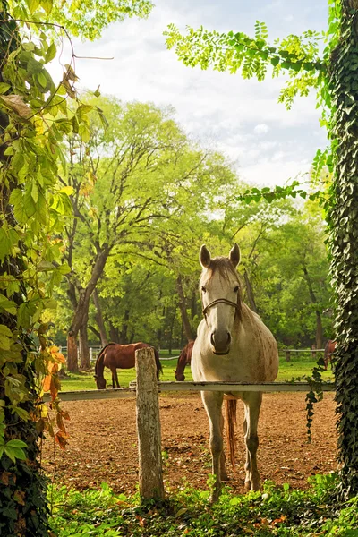 Bellissimo cavallo bianco nel ranch Farm — Foto Stock