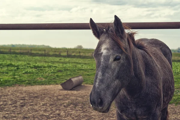 Лошадь на фермерском ранчо — стоковое фото