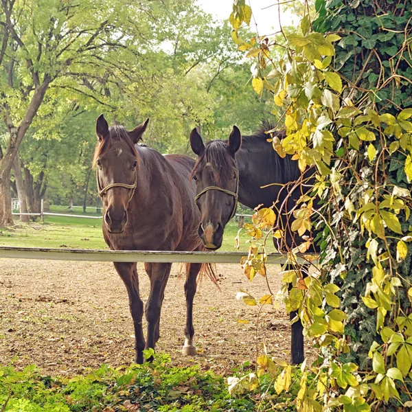 Krásný pár koní na ranči farmě — Stock fotografie