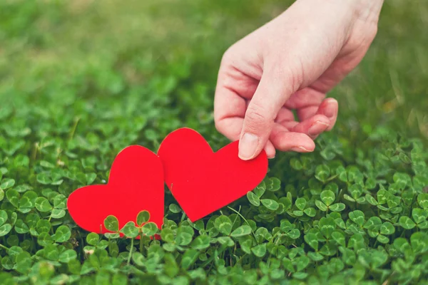 Rött papper hjärtan i gröna klöver — Stockfoto
