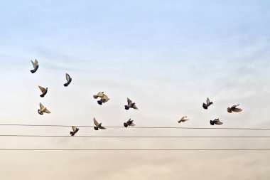 Güvercinler güç teller üzerinden sürüsü
