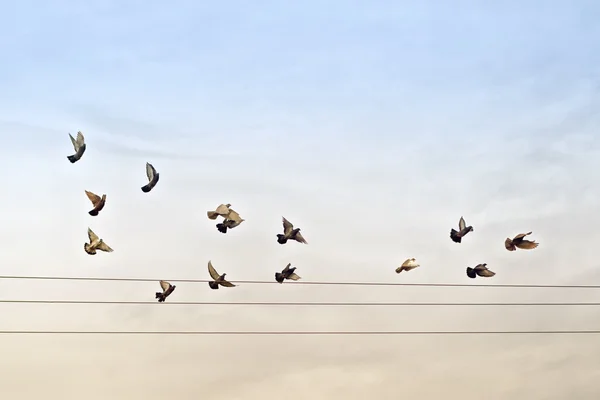 Manada de palomas sobre cables de alimentación —  Fotos de Stock