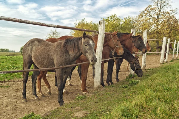 Belos cavalos no rancho da fazenda — Fotografia de Stock