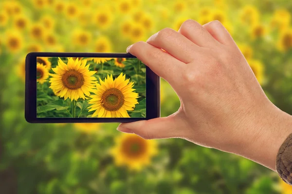 Making snapshots of sunflowers with mobile smart phone — Stock Photo, Image