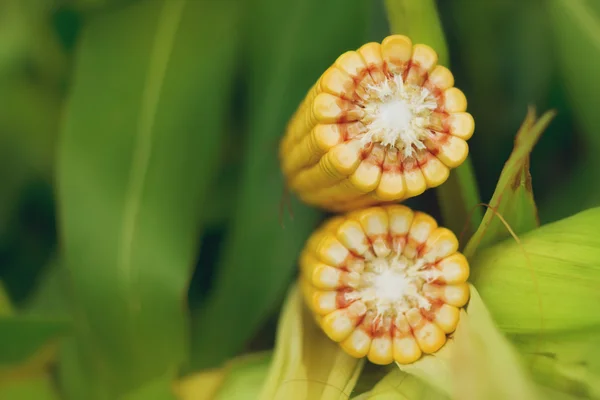 Corn Maize Cob on stalk in field — Stock Photo, Image