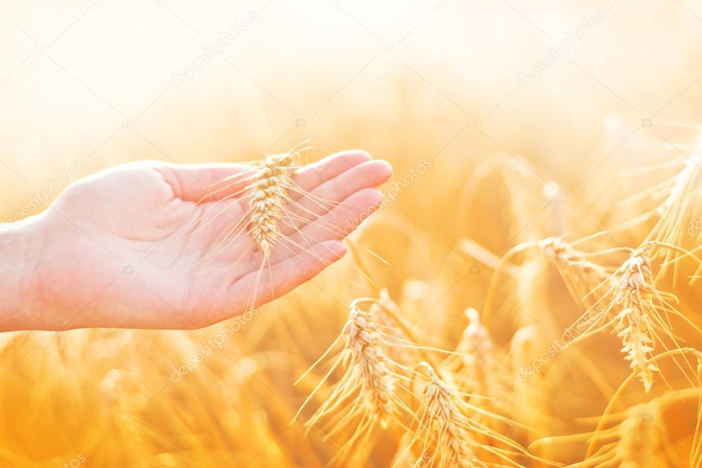 Female hand in cultivated agricultural wheat field.