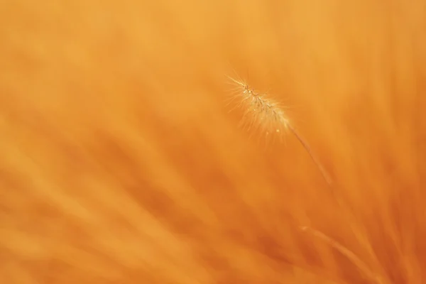 自然抽象背景 — 图库照片