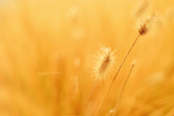 Natürlicher abstrakter Hintergrund — Stockfoto