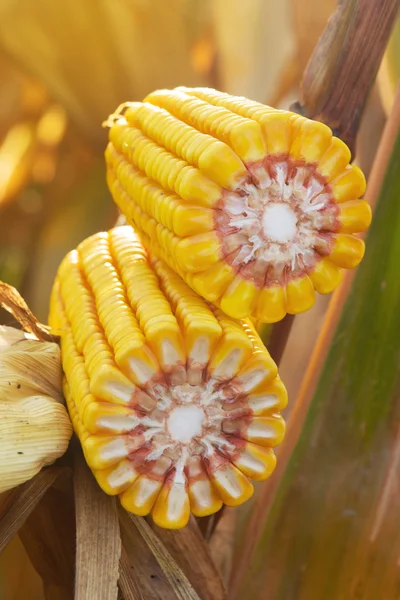 Ripe maize corn on the cob — Stock Photo, Image