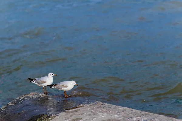 Par de gaviotas — Foto de Stock