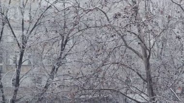 Çalkantılı kar yağışı ayrıntılı olarak kış sezon hava arka plan ağaç parkta.