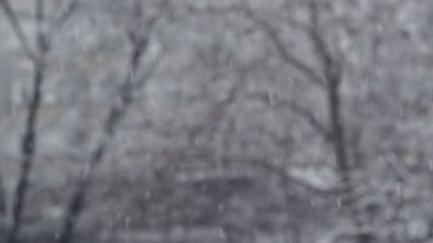 Detalle turbulento de nevadas en el parque de árboles como fondo de clima de temporada de invierno . — Vídeos de Stock