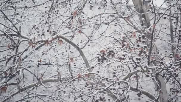 Ταραχώδη χιονόπτωσης λεπτομέρεια στο πάρκο δέντρο ως χειμερινή σεζόν καιρικό υπόβαθρο. — Αρχείο Βίντεο
