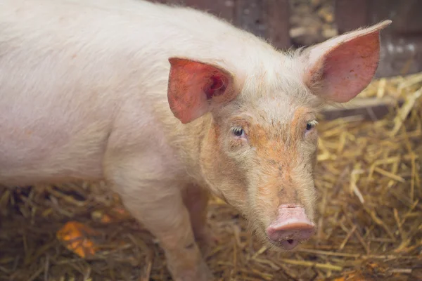 Молодая свинья на племенной ферме — стоковое фото