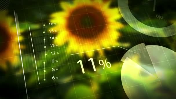 Girassol Rendimento, Informação Animada Gráficos para Girassol Colheita — Vídeo de Stock