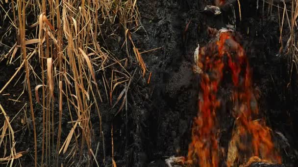 Pollution de l'eau des rivières et contamination par les eaux usées d'usine de l'industrie chimique — Video