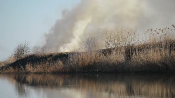 Bränning torr vassen vid floden på en solig vårdag — Stockvideo