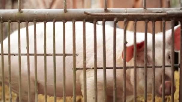 Jeunes porcs en écurie à la ferme d'élevage — Video