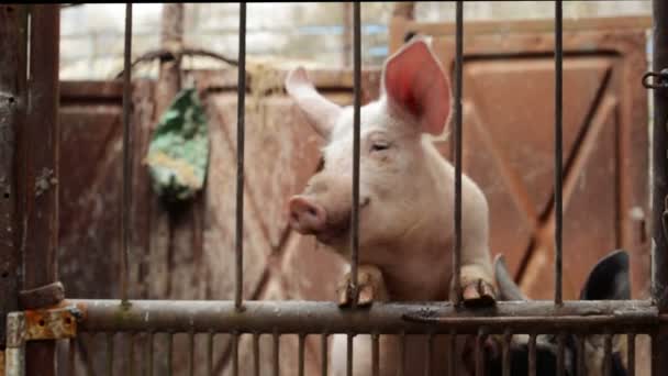 Porcos jovens em estábulo na criação de fazenda de animais — Vídeo de Stock