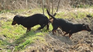 Çift çiftleşme, hayvan seks sahnesi bağlı Dachshund Köpek