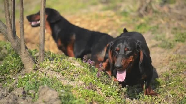 Par de acasalamento de cão amarrado Dachshund, cena de sexo animal — Vídeo de Stock