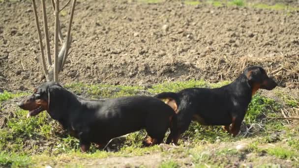 Pareja de atado perro salchicha apareamiento, animal Sexo escena — Vídeos de Stock