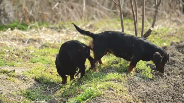Par de acasalamento de cão amarrado Dachshund, cena de sexo animal — Vídeo de Stock