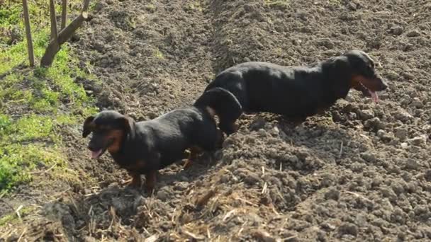 Paire d'accouplement de chien de teckel attaché, Scène de sexe animal — Video