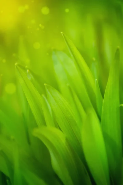 Frühlings-Gras-Makroschuss — Stockfoto