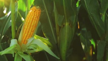 Olgun Mısır kulak çekme için hazır hasat ekili tarım alanında sürekli tam Hd ayak